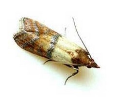 Pantry moth