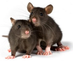 rats mice