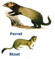 Ferrets & stoats